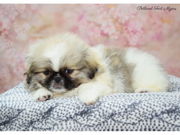 Pekingese DOG Male Sbl & Wh 22168 Petland Fort Myers, Florida