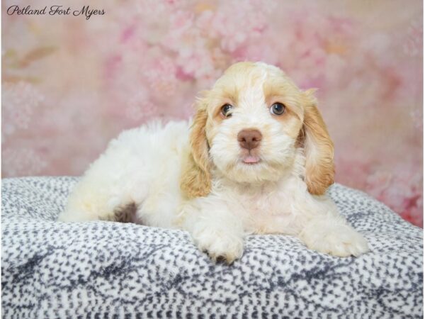 Cockapoo DOG Female Bf & Wh 22167 Petland Fort Myers, Florida