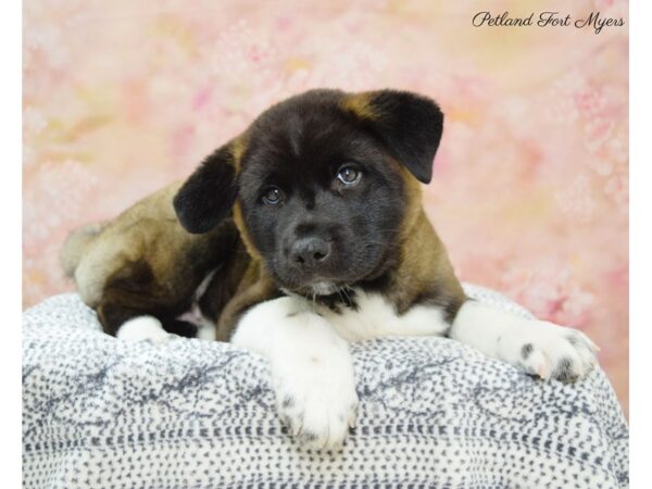 Akita-DOG-Female-Br & Wh-22166-Petland Fort Myers, Florida