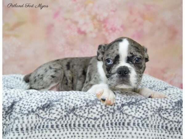 Boston Terrier DOG Female Blue Merle 22165 Petland Fort Myers, Florida