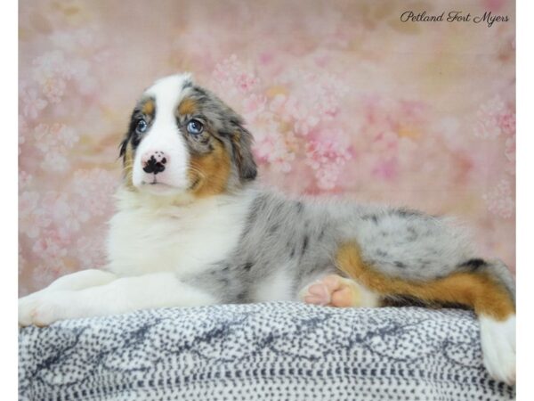 Australian Shepherd DOG Male Blue Merle 22164 Petland Fort Myers, Florida