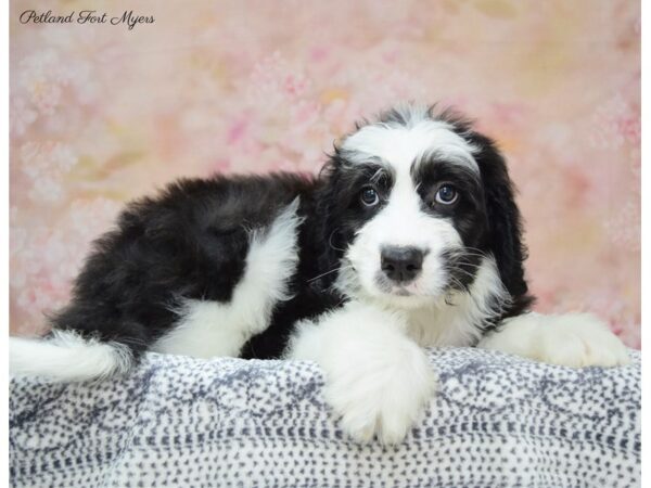 Sheepadoodle DOG Male Black & White 22163 Petland Fort Myers, Florida