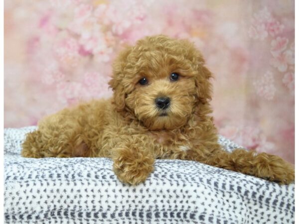 Poodle DOG Male Red 22193 Petland Fort Myers, Florida