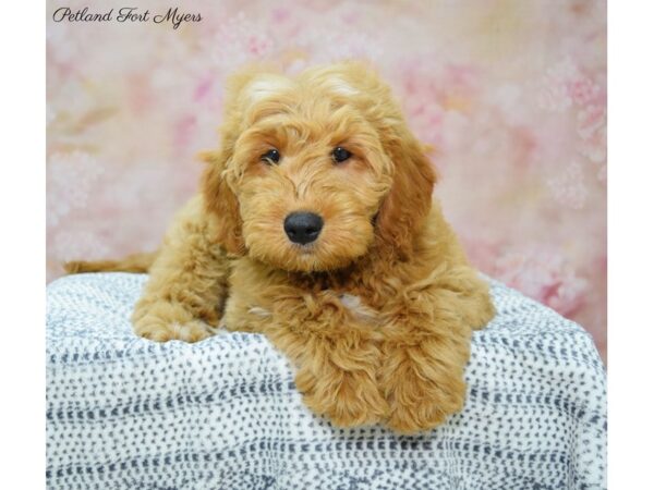 Goldendoodle/Mini Poodle DOG Male Apricot 22190 Petland Fort Myers, Florida