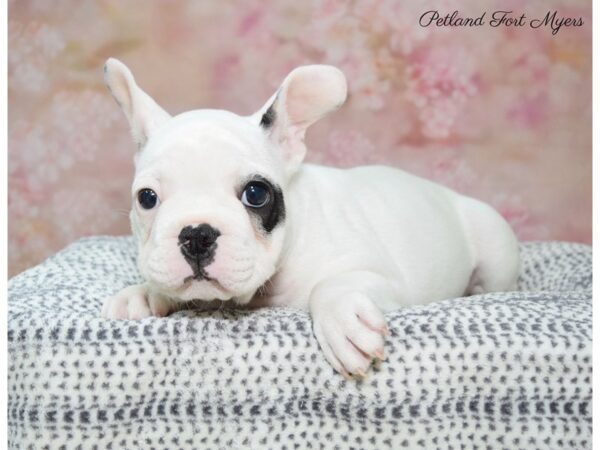 French Bulldog DOG Male White & Black 22189 Petland Fort Myers, Florida