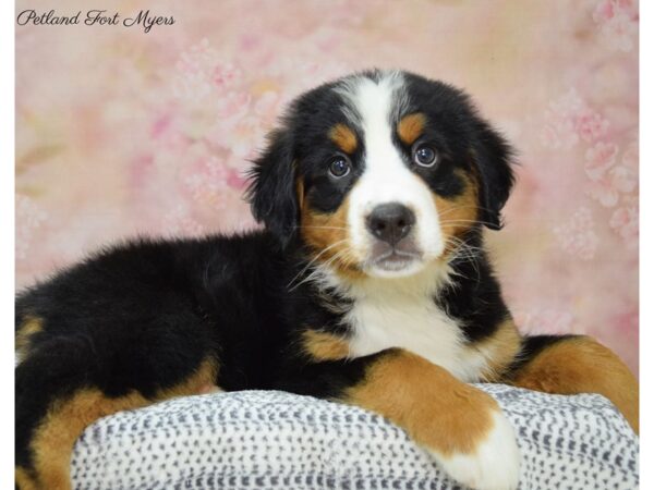 Bernese Mountain Dog DOG Female Black Rust & White 22188 Petland Fort Myers, Florida