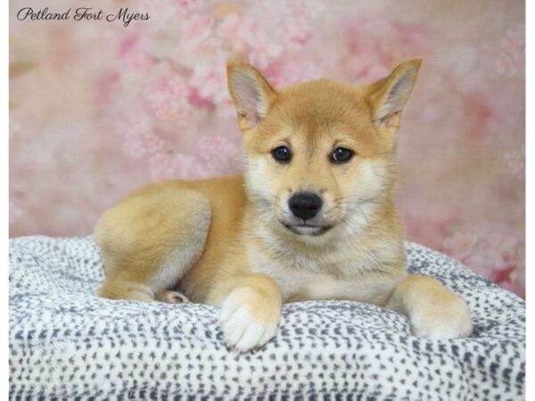 Shiba Inu DOG Female Red 22187 Petland Fort Myers, Florida