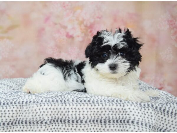 Havanese/Maltese DOG Female Black & White, Prti 22184 Petland Fort Myers, Florida