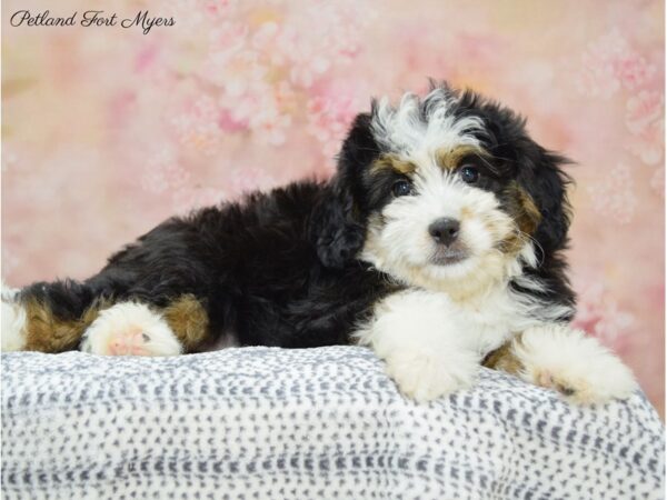 Mini Bernadoodle-DOG-Female-Tri-22183-Petland Fort Myers, Florida