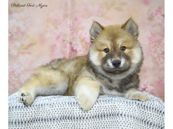 Chowsky-DOG-Male-Red & Brindle-22172-Petland Fort Myers, Florida