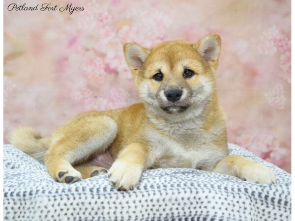 Shiba Inu DOG Male Red 22175 Petland Fort Myers, Florida