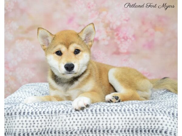 Shiba Inu DOG Female Red 22176 Petland Fort Myers, Florida