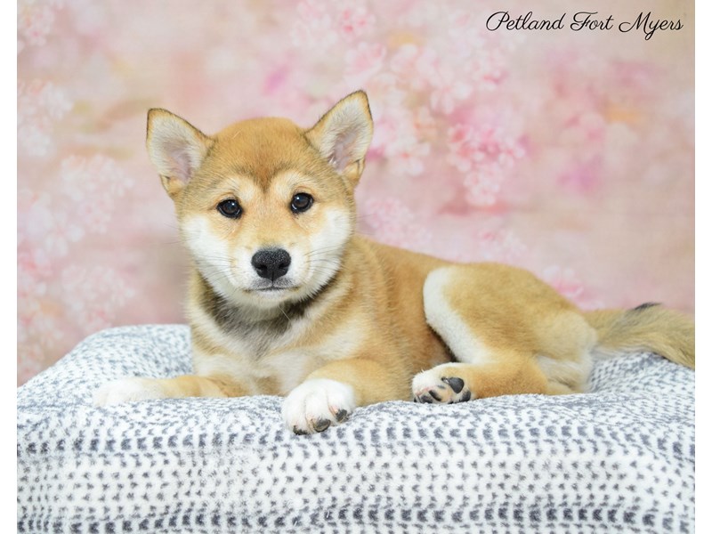 Shiba Inu Puppy Red ID:22176 Located at Petland Fort Myers, Florida