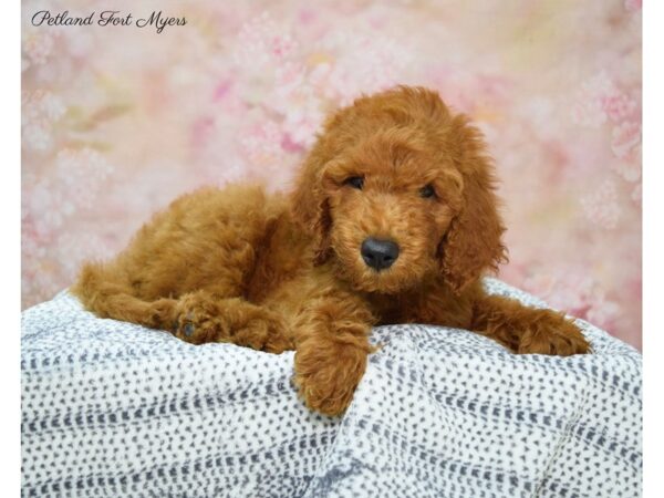 Goldendoodle DOG Male Red 22177 Petland Fort Myers, Florida