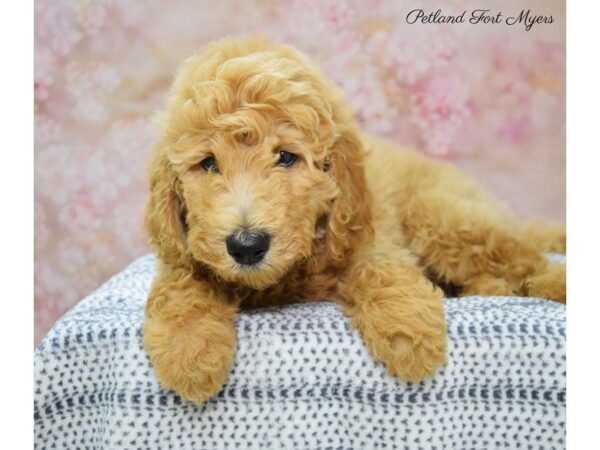 Goldendoodle DOG Female Apricot 22178 Petland Fort Myers, Florida