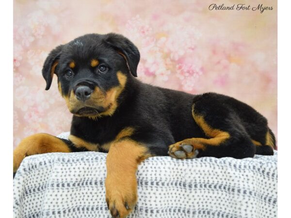 Rottweiler DOG Female Black & Mahogany 22181 Petland Fort Myers, Florida