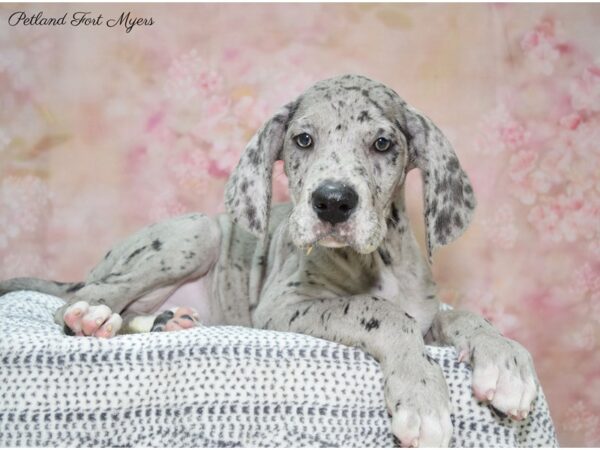 Great Dane DOG Female mrlqn 22206 Petland Fort Myers, Florida