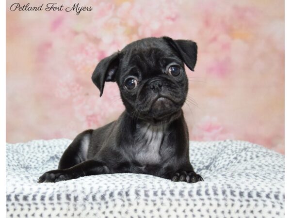 Pug DOG Female Black 22205 Petland Fort Myers, Florida