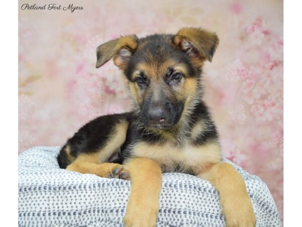 German Shepherd DOG Male Black  & Tan 22204 Petland Fort Myers, Florida