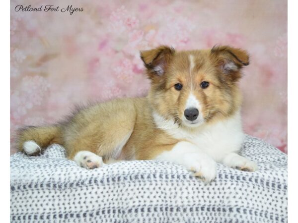 Shetland Sheepdog DOG Female Sable & White 22203 Petland Fort Myers, Florida