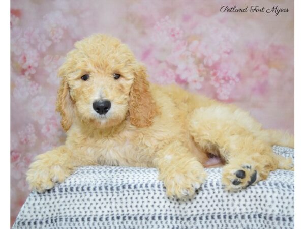 Goldendoodle DOG Male Apricot 22199 Petland Fort Myers, Florida