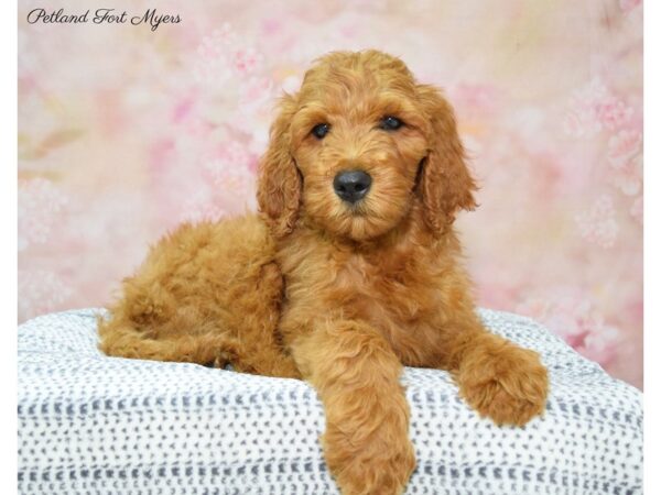 Goldendoodle DOG Male Red 22198 Petland Fort Myers, Florida