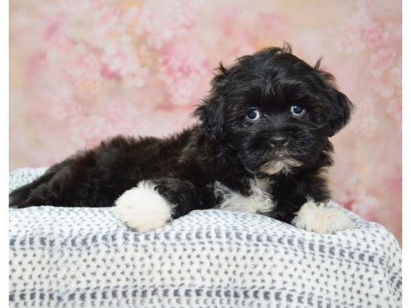 Shih-Poo (Shih Tzu/Poodle) DOG Male Black 22197 Petland Fort Myers, Florida