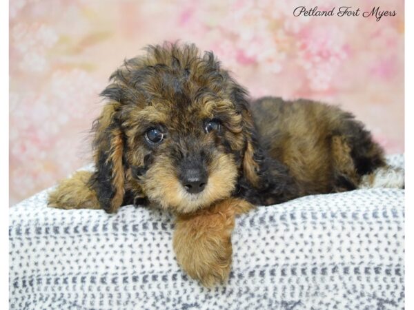 Goldendoodle Mini-DOG-Male-Tri-22196-Petland Fort Myers, Florida