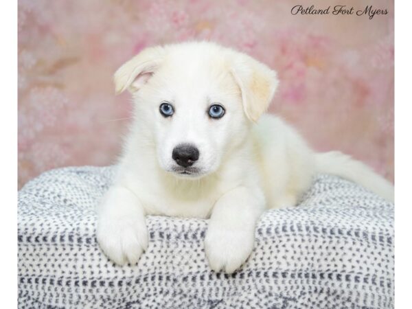 American Eskimo/Pomsky DOG Male Cream 22195 Petland Fort Myers, Florida