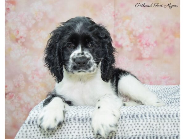 Cocker Spaniel-DOG-Male-Black & White-22194-Petland Fort Myers, Florida