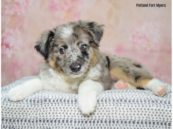 Miniature Australian Shepherd DOG Male Blue Merle 22222 Petland Fort Myers, Florida