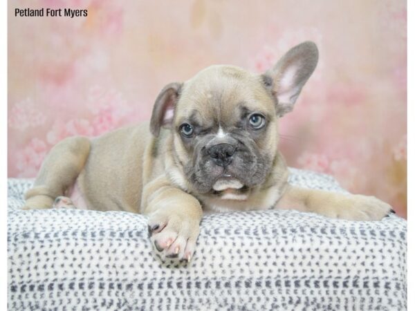 French Bulldog DOG Male Blue Fawn 22218 Petland Fort Myers, Florida