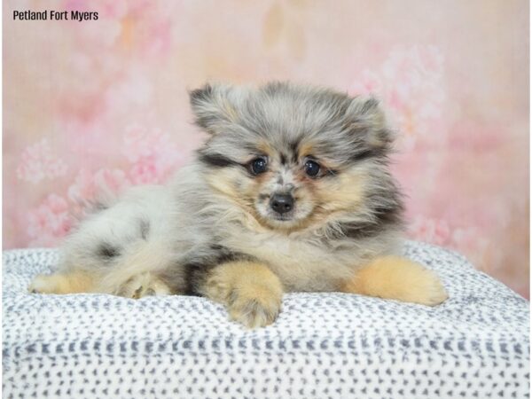 Pomeranian DOG Male Black 22217 Petland Fort Myers, Florida