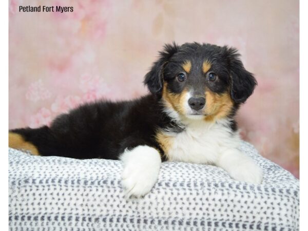 Miniature Australian Shepherd DOG Female Black Tan & White 22215 Petland Fort Myers, Florida