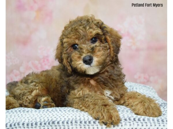 Cockapoochon DOG Male Br Sbl 22214 Petland Fort Myers, Florida