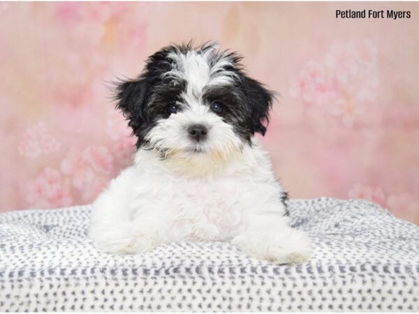 Toy Poodle/Maltese-DOG-Female-Black & White, Prti-22213-Petland Fort Myers, Florida