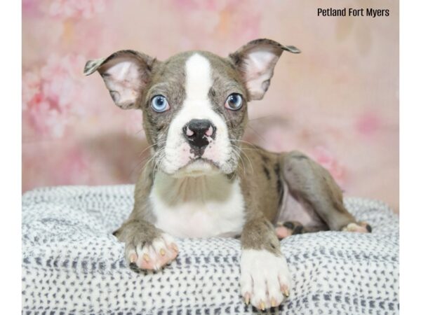 Boston Terrier DOG Male Blue Merle 22211 Petland Fort Myers, Florida