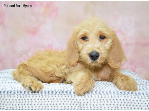 Labradoodle DOG Female Red 22208 Petland Fort Myers, Florida