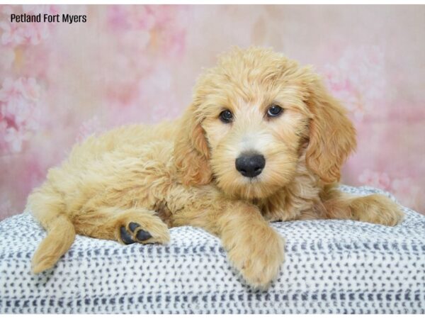 Labradoodle DOG Male Apricot 22207 Petland Fort Myers, Florida