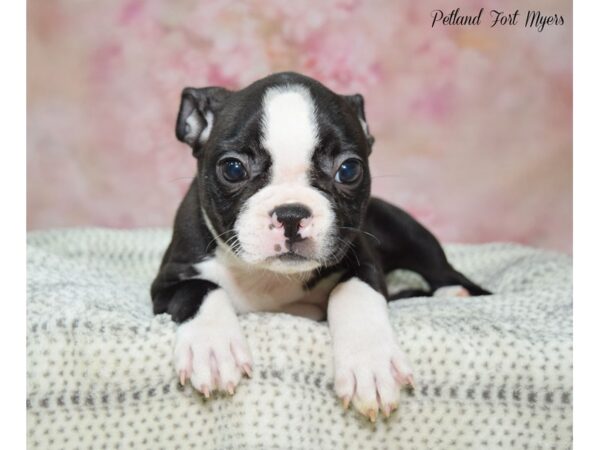 Boston Terrier DOG Female Blk & Wh 22245 Petland Fort Myers, Florida