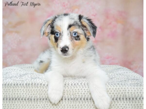 Toy Australian Shepherd DOG Male Blue Merle 22244 Petland Fort Myers, Florida