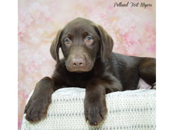 Labrador Retriever DOG Male Chocolate 22243 Petland Fort Myers, Florida