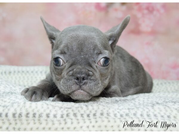 French Bulldog DOG Female Blue 22242 Petland Fort Myers, Florida