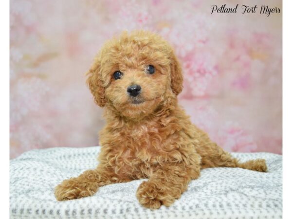 Miniature Poodle DOG Female Red 22241 Petland Fort Myers, Florida