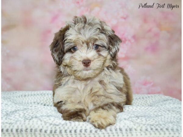 Mini Aussie Poo-DOG-Female-Chocolate Merle-22240-Petland Fort Myers, Florida