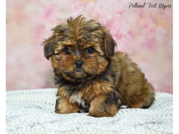 Shorkie DOG Female Black & Tan 22239 Petland Fort Myers, Florida