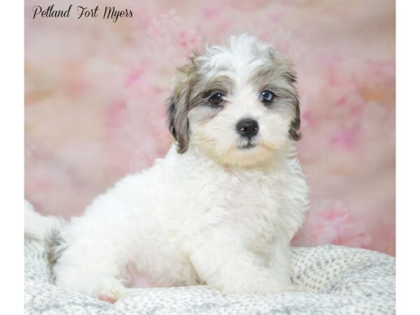 Lhasapoo DOG Male Blue and White 22238 Petland Fort Myers, Florida