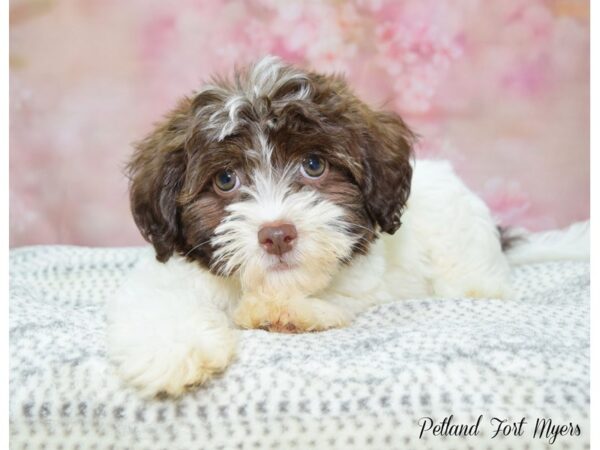 Havanese DOG Female Chocolate & White 22237 Petland Fort Myers, Florida