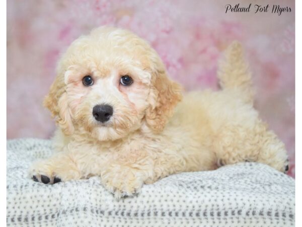 Poochon-DOG-Male-Apricot/Cream-22236-Petland Fort Myers, Florida