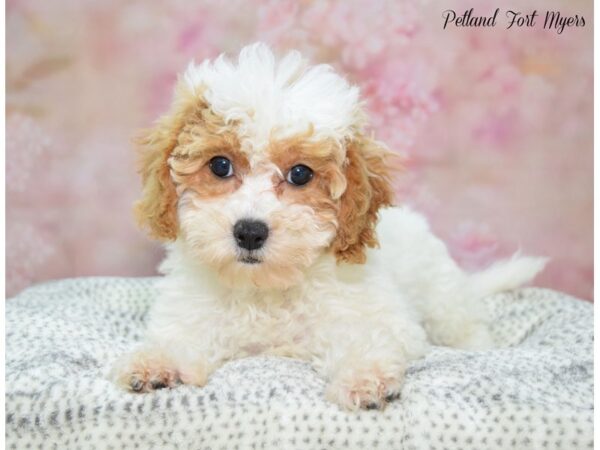 Cavachon Poo-DOG-Female-Blenheim-22235-Petland Fort Myers, Florida